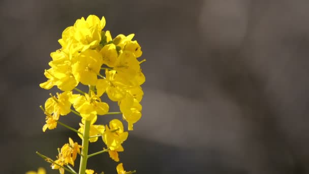 Canola bloementuin bij Azumayama park in Shounan Kanagawa kopieerruimte — Stockvideo