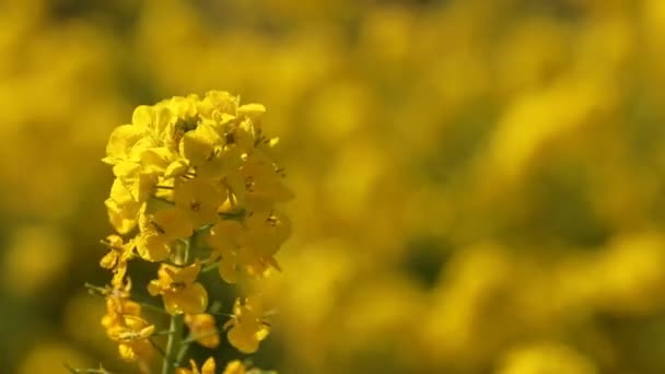 Canola bloementuin bij Azumayama park in Shounan Kanagawa kopieerruimte — Stockvideo