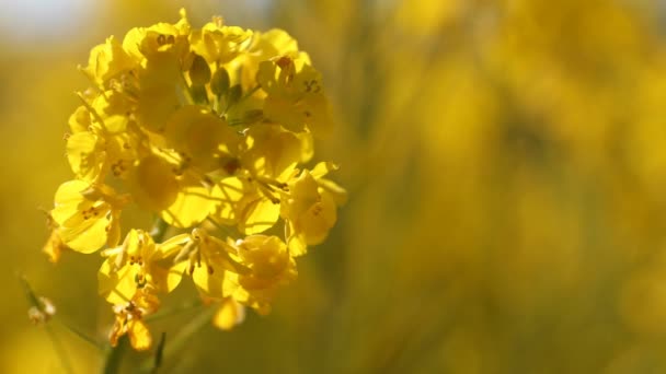 Canola květinová zahrada v Azumayama parku v Shounan Kanagawa kopírovat prostor — Stock video