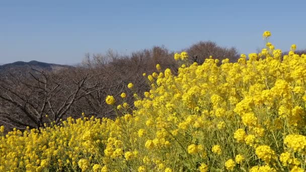 Jardim de flores de canola no parque Azumayama em Shounan Kanagawa tiro do meio — Vídeo de Stock