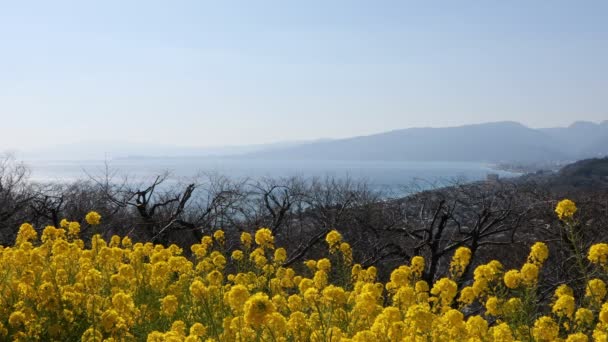 Jardín de flores de canola en el parque Azumayama en Shounan Kanagawa copia espacio — Vídeo de stock