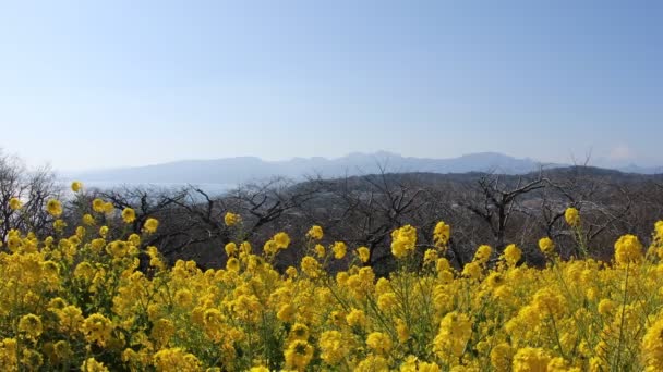 Canola kwiat ogród w parku Azumayama w Shounan Kanagawa kopia przestrzeni — Wideo stockowe