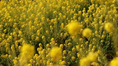 Shounan Kanagawa orta çekimde Azumayama Park'ta kanola Çiçek Bahçesi