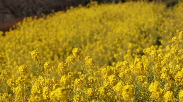 Canola bloementuin op Azumayama park in Shounan Kanagawa middelste schot — Stockvideo