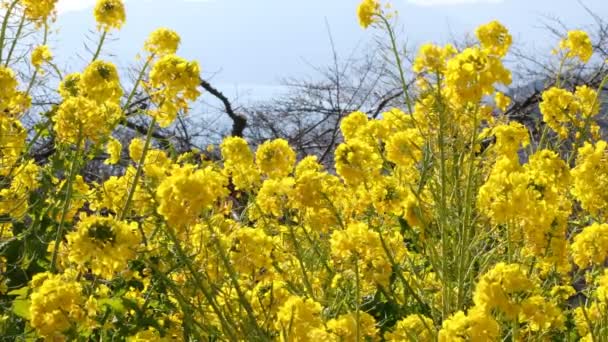 Jardim Flores Canola Parque Azumayama Shounan Kanagawa Shounan Kanagawa Japão — Vídeo de Stock