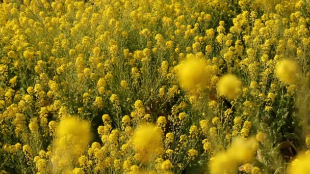 Canola bloementuin op Azumayama park in Shounan Kanagawa middelste schot — Stockvideo