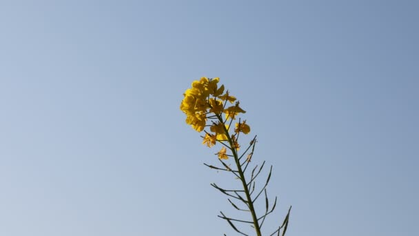 Canola λουλούδι στον κήπο στο Azumayama park στο μεσαίο πλάνο Shounan Kanagawa — Αρχείο Βίντεο