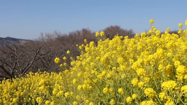 Jardín de flores de canola en el parque Azumayama en Shounan Kanagawa panorámica — Vídeo de stock