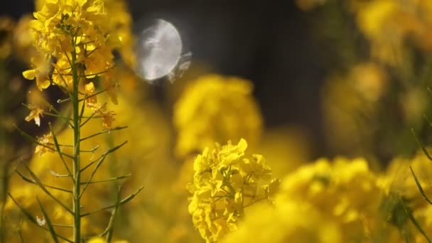 吾妻公園湘南神奈川のミドル ショットで菜種の花の庭 — ストック動画
