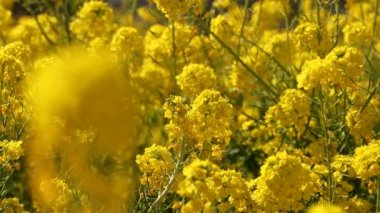 Shounan Kanagawa raf odak Park'ta Azumayama kanola Çiçek Bahçesi