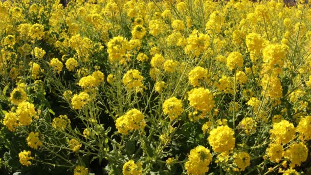 Shounan Kanagawa orta çekimde Azumayama Park'ta kanola Çiçek Bahçesi — Stok video