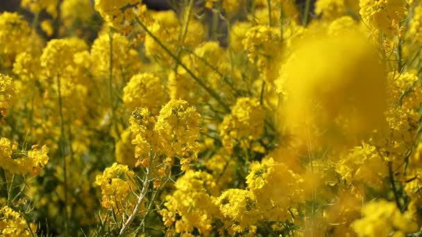 Jardín de flores de canola en el parque Azumayama en Shounan Kanagawa rack focus — Vídeos de Stock