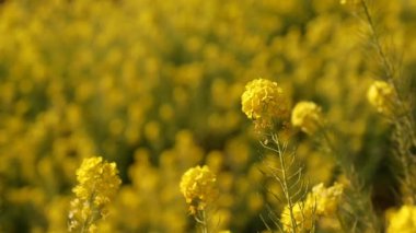 Shounan Kanagawa raf odak Park'ta Azumayama kanola Çiçek Bahçesi