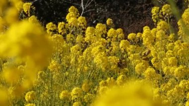 Shounan Kanagawa orta çekimde Azumayama Park'ta kanola Çiçek Bahçesi