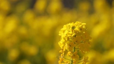 Shounan Kanagawa raf odak Park'ta Azumayama kanola Çiçek Bahçesi