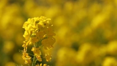 Shounan Kanagawa raf odak Park'ta Azumayama kanola Çiçek Bahçesi