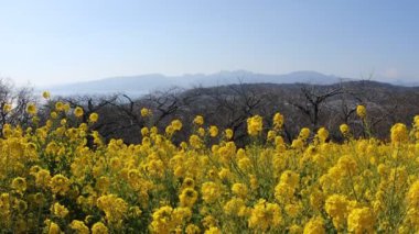 Kanola çiçek bahçesi Shounan Kanagawa Azumayama Park'ta eğimli
