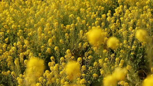 Jardín de flores de canola en el parque Azumayama en Shounan Kanagawa rack focus — Vídeos de Stock