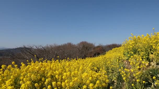 Jardin de fleurs de canola au parc Azumayama à Shounan Kanagawa panoramique — Video