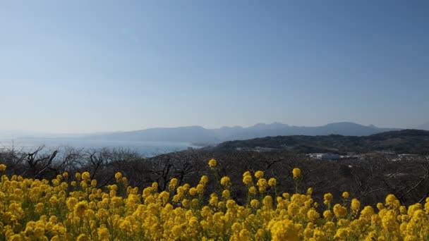Квітник ріпаку в парку Azumayama в Shounan Канагава панорамування — стокове відео