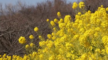 Shounan Kanagawa orta çekimde Azumayama Park'ta kanola Çiçek Bahçesi