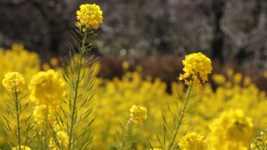 Shounan Kanagawa orta çekimde Azumayama Park'ta kanola Çiçek Bahçesi