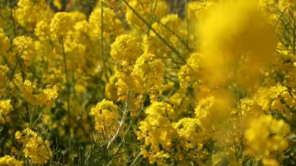 Jardín de flores de canola en el parque Azumayama en Shounan Kanagawa tiro medio — Vídeo de stock