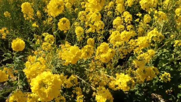 Jardin de fleurs de canola au parc Azumayama à Shounan Kanagawa plan médian — Video