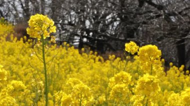 Shounan Kanagawa orta çekimde Azumayama Park'ta kanola Çiçek Bahçesi