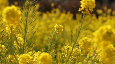 Shounan Kanagawa orta çekimde Azumayama Park'ta kanola Çiçek Bahçesi
