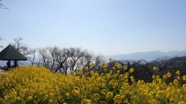 Shounan Kanagawa Azumayama Park'ta kanola Çiçek Bahçesi