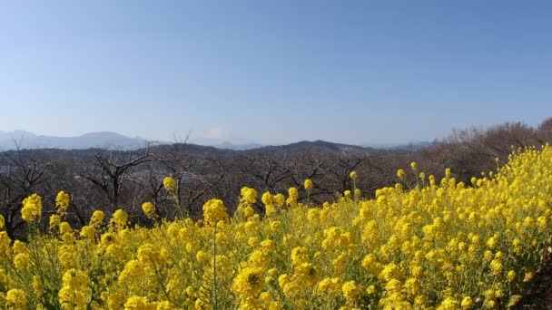 Jardín Flores Canola Parque Azumayama Shounan Kanagawa Shounan Kanagawa Japón — Vídeo de stock