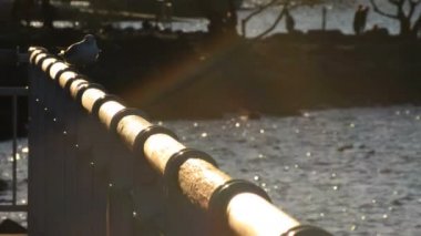 Odaiba Tokyo günbatımı Park şehir plajda uçan kuş