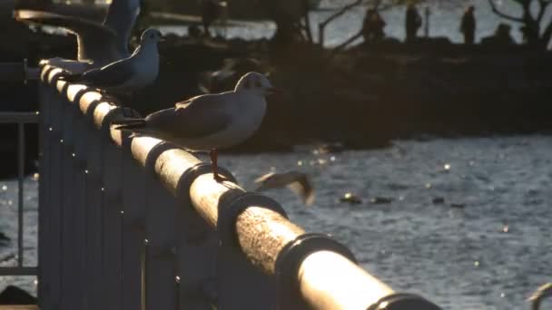 お台場東京夕暮れの公園で市内のビーチで飛んでいる鳥 — ストック動画