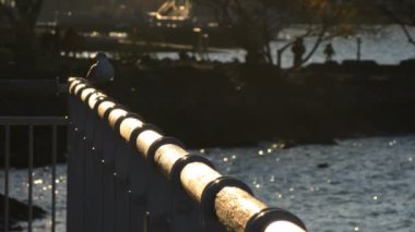 Odaiba Tokyo günbatımı Park şehir plajda uçan kuş