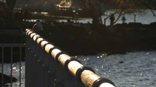 A városi strand, a parkban, Odaiba Tokyo naplementében repülő madár — Stock videók