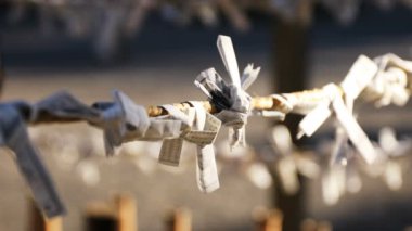 Tokyo 'daki ıgusa tapınağında Oracles