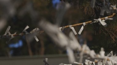 Tokyo 'daki ıgusa tapınağında Oracles