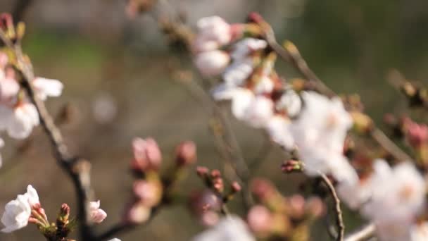 Kirschblüte hinter dem Zug im Park in Tokio — Stockvideo