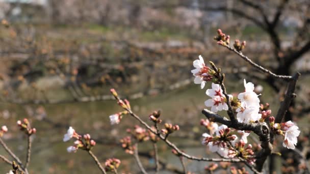 Flor de cerezo detrás del tren en el parque de Tokio — Vídeo de stock