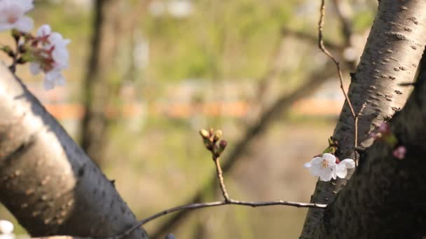 Flor de cerezo detrás del tren en el parque de Tokio — Vídeo de stock