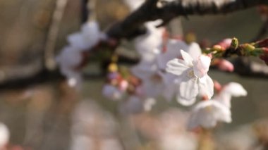 Tokyo'da parkta kiraz çiçeği odaklama