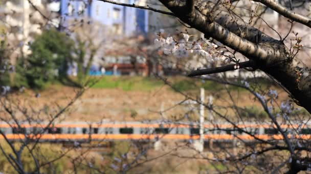 Flor de cerezo detrás del tren en el parque de Tokio — Vídeo de stock