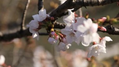 Tokyo'da parkta kiraz çiçeği odaklama