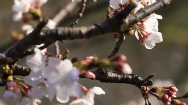 Tokyo'da parkta kiraz çiçeği odaklama