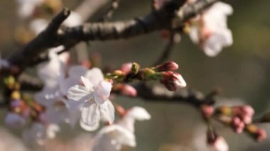 Tokyo'da parkta kiraz çiçeği odaklama