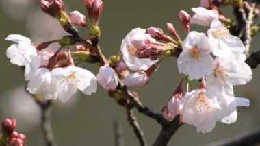 Tokyo closeup parkta Kiraz çiçeği