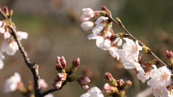 Цвітіння вишні в парку в Токіо фокусування — стокове відео