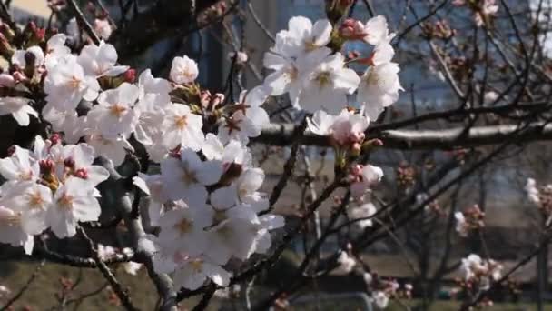 Цветение сакуры в парке в Токио крупным планом — стоковое видео