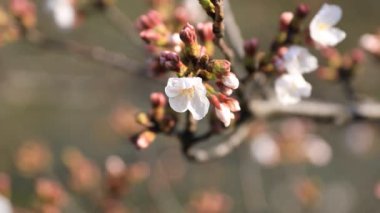 Tokyo closeup parkta Kiraz çiçeği